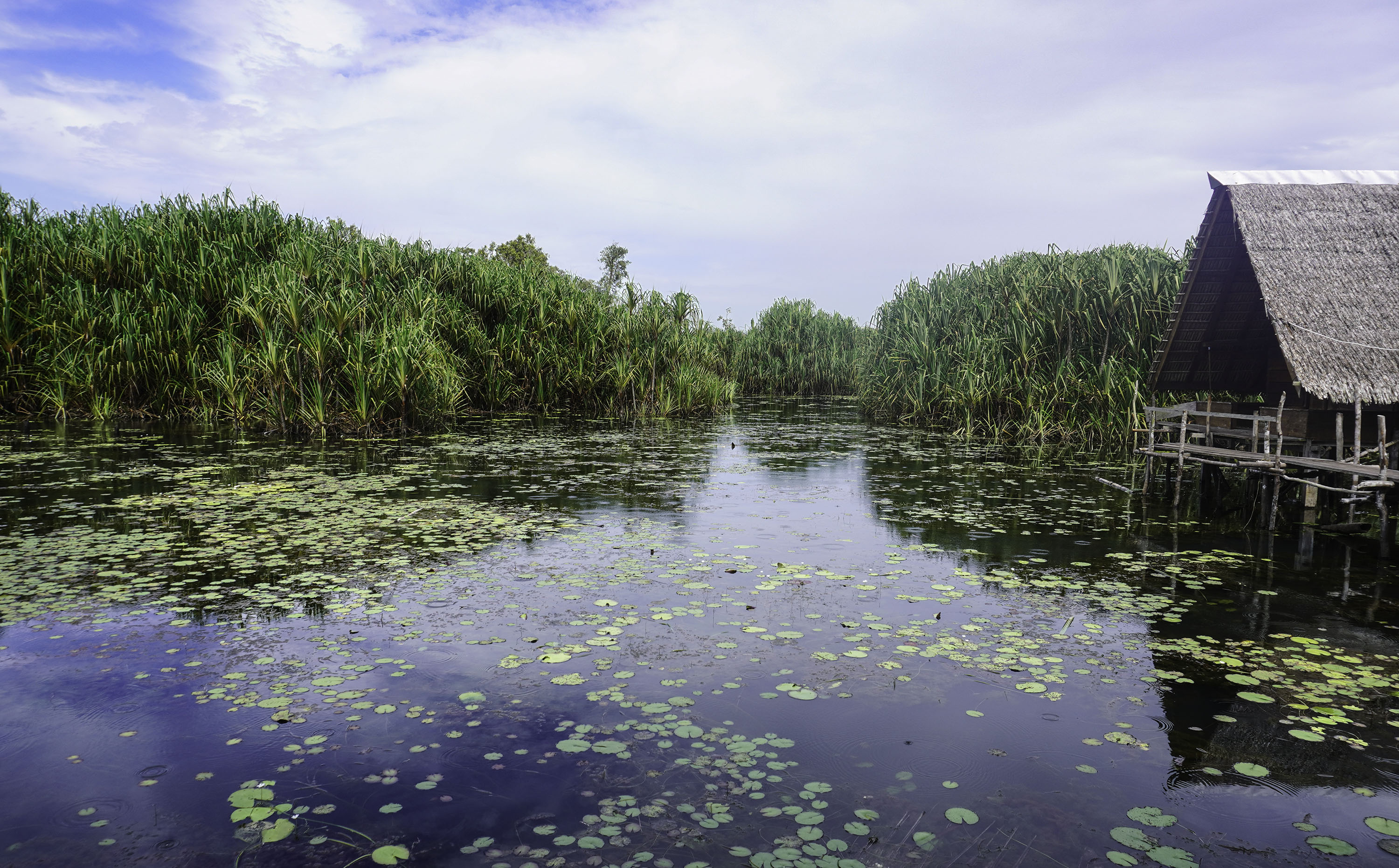 Seekor Buaya Mati di Sungai Lenggang
